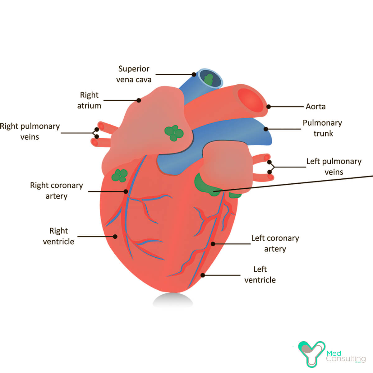 Аневризма аорты сердца – информация для пациентов